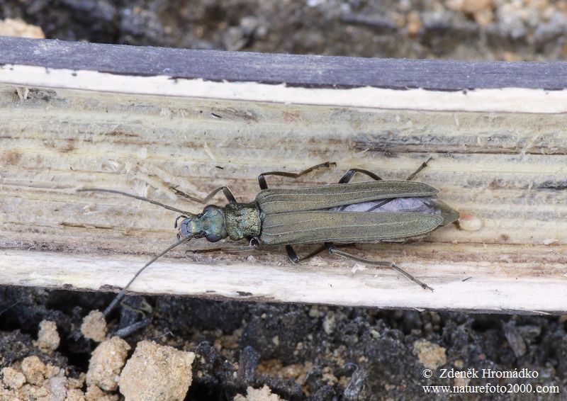 stehenáč zelenavý, Oedemera virescens (Brouci, Coleoptera)